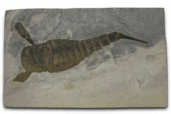 Eurypterus (Sea Scorpion) Fossil - New York #369259